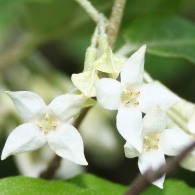 Image of Russian Olive