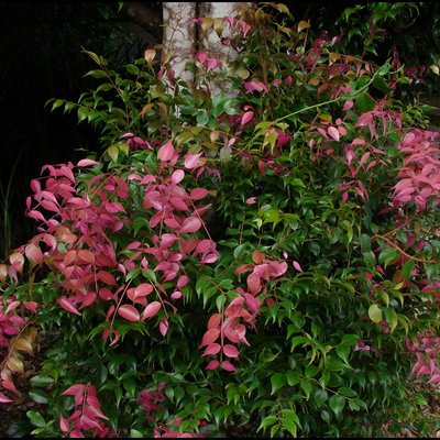 Image of Small leaved lilly pilly
