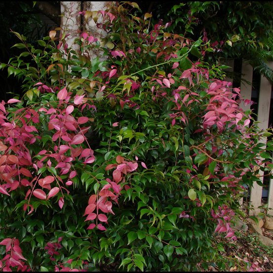 Image of Small leaved lilly pilly