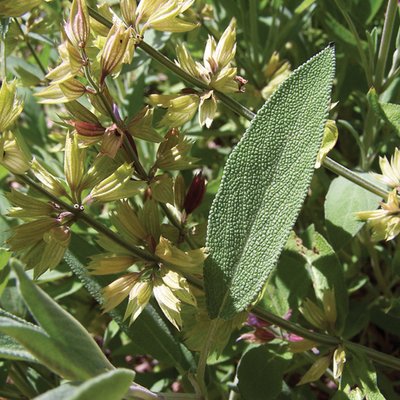 Image of Common Sage