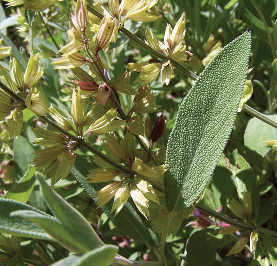 Image of Common Sage