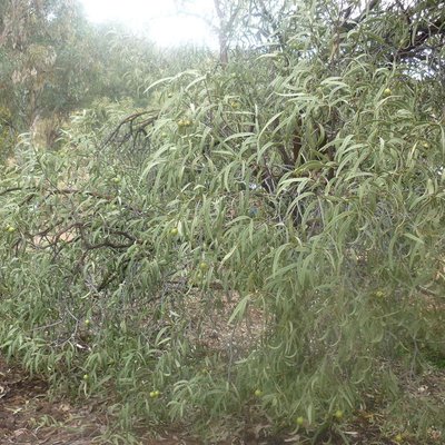 Image of Desert Quandong