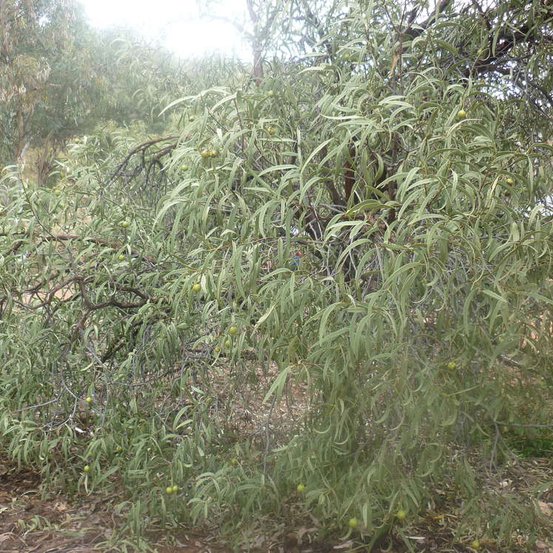 Image of Desert Quandong