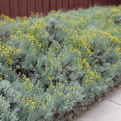 Image of Lavender Cotton
