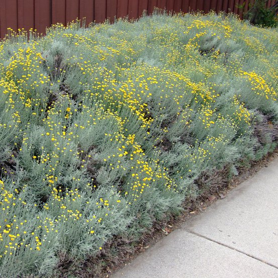 Image of Lavender Cotton