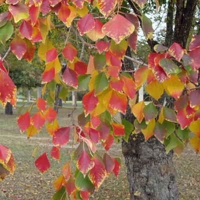 Image of Chinese Tallow Tree