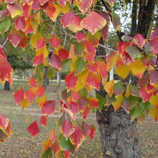 Image of Chinese Tallow Tree