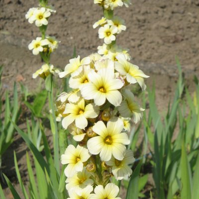 Image of Satin Flower