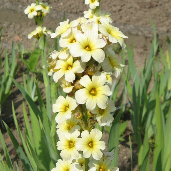 Image of Satin Flower