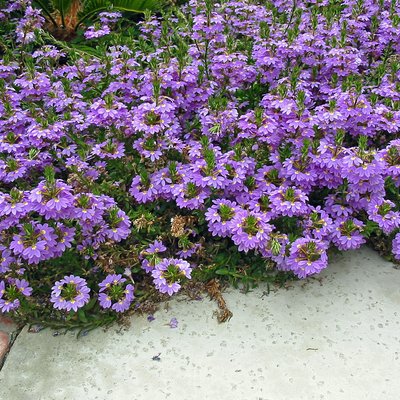 Image of Mauve Clusters