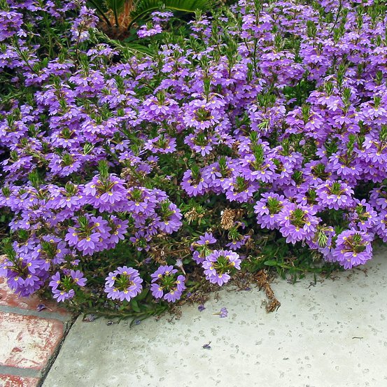 Image of Mauve Clusters