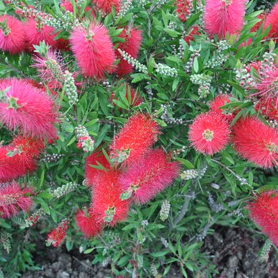 Image of Scarlet Bottlebrush