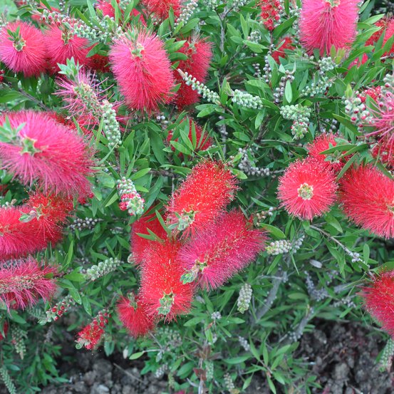 Image of Scarlet Bottlebrush