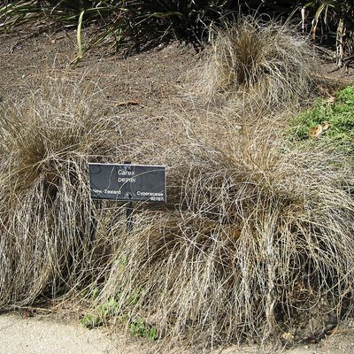 Image of Sedge