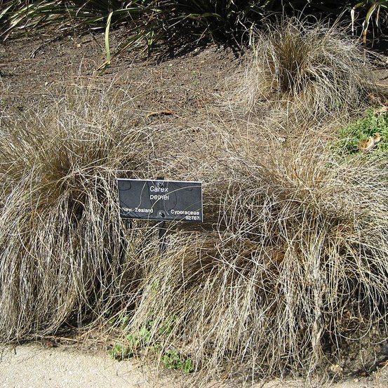 Image of Sedge