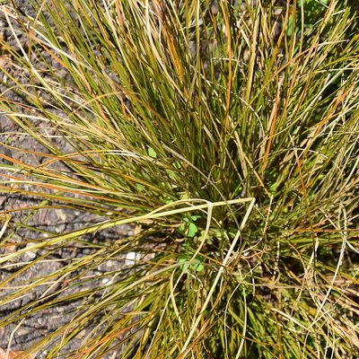 Image of Sedge