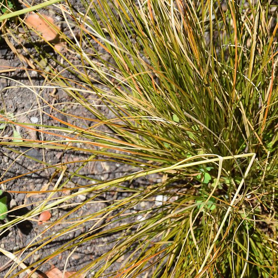 Image of Sedge