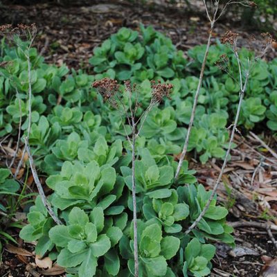 Image of Ice plant