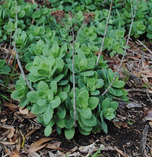 Image of Ice plant