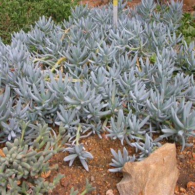 Image of Blue Chalksticks