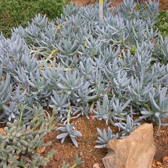 Image of Blue Chalksticks