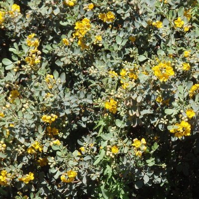 Image of Grey desert senna