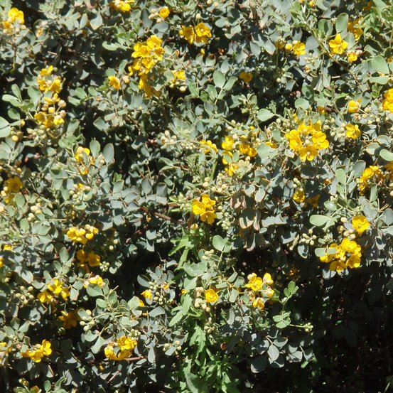 Image of Grey desert senna
