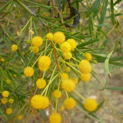Image of Desert Cassia