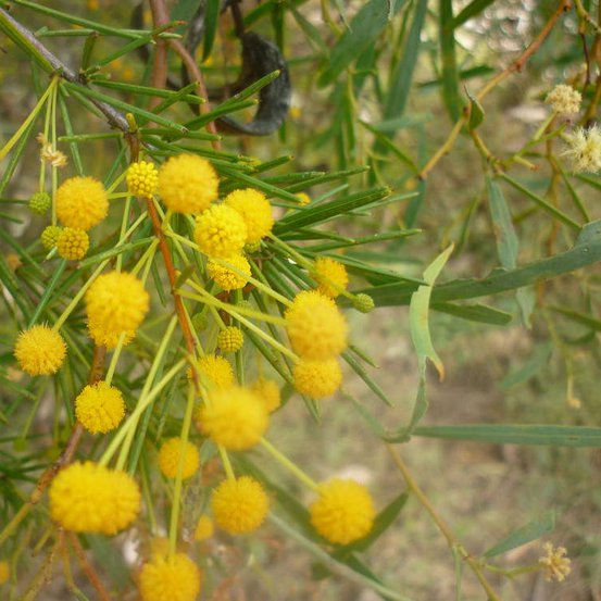 Image of Desert Cassia