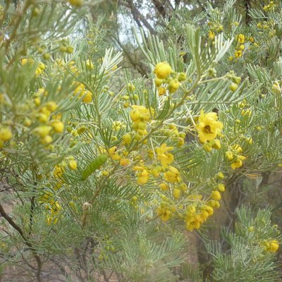 Image of Silver Cassia