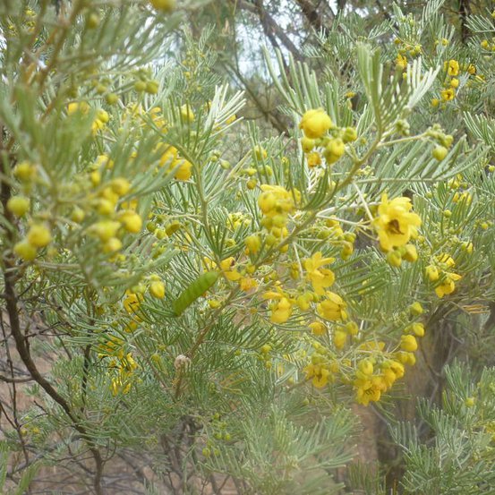 Image of Silver Cassia