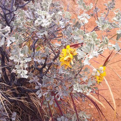 Image of Cassia Helmsii