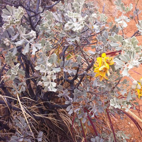 Image of Cassia Helmsii