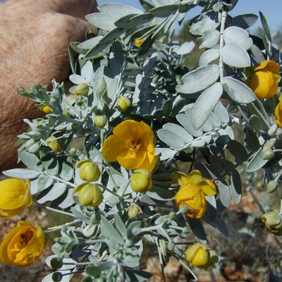 Image of White Cassia