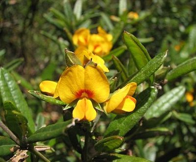 Image of Shaggy Pea