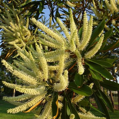 Image of Silky Oak