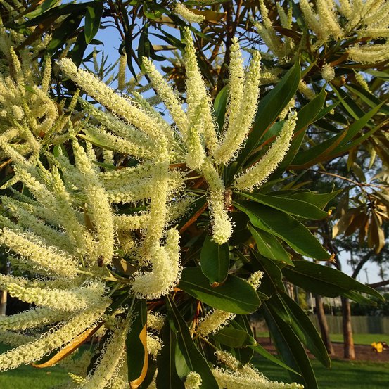 Image of Silky Oak