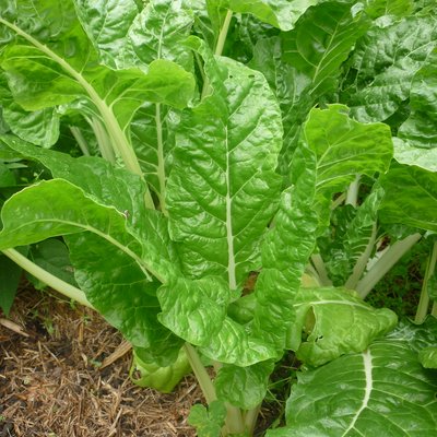 Image of Silverbeet