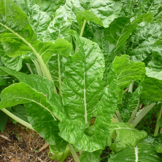 Image of Silverbeet