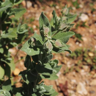Image of Hedge Saltbush