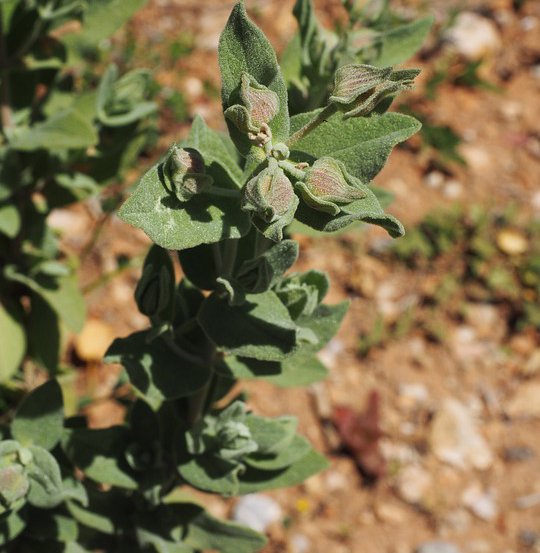 Image of Hedge Saltbush