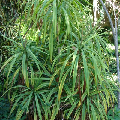 Image of Slender Palm Lily