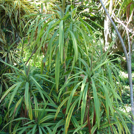 Image of Slender Palm Lily
