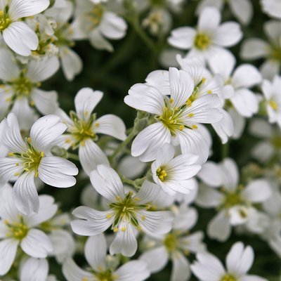 Image of Snow in Summer