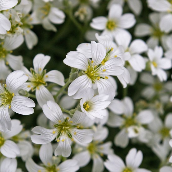 Image of Snow in Summer