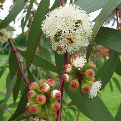Image of Snow Gum
