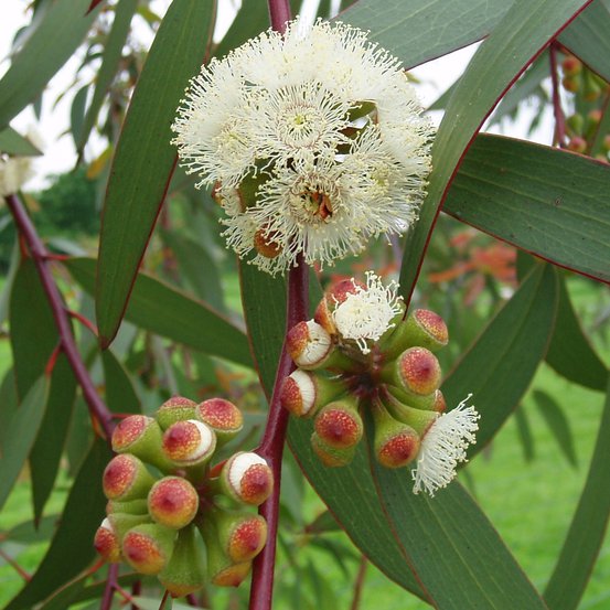 Image of Snow Gum