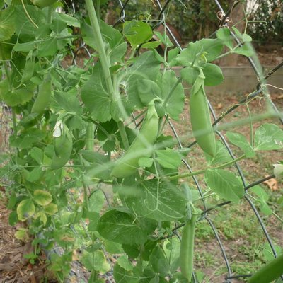 Image of Snow Peas