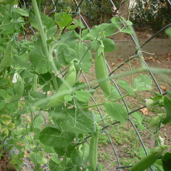 Image of Snow Peas