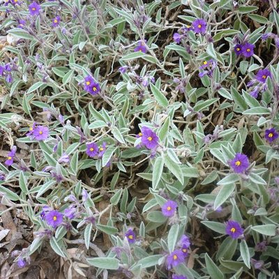 Image of Potato Bush or Tomato Bush